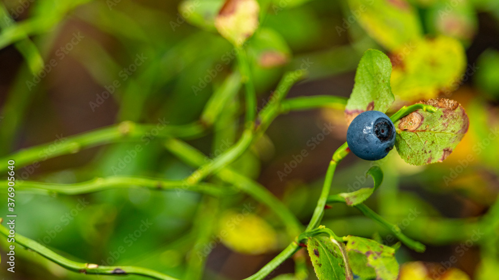 ripe blueberry on a branch macro photography ripe blueberry on a branch macro photography