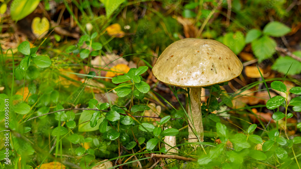edible boletus mushroom in the swamp edible boletus mushroom in the swamp