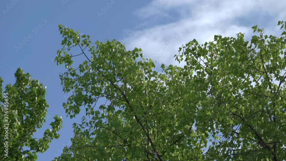Bottom view of birch tree branches with green foliage on blue sky background Bottom view of birch tree branches with green foliage on blue sky background