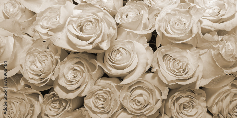 Background of beautiful flowers. Сlose up. Panorama. Background of beautiful flowers. Сlose up. Panorama.