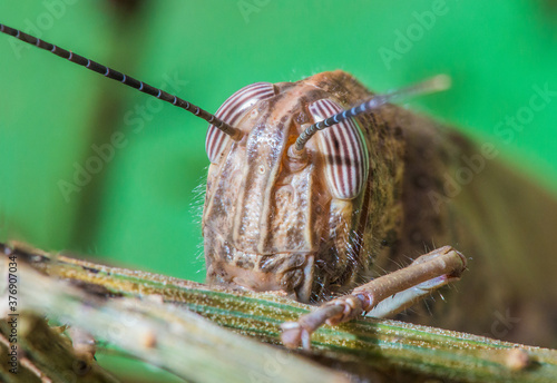 Fotografía macro de la cabeza de un saltamonte marrón