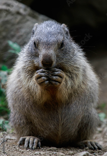 Marmot © david