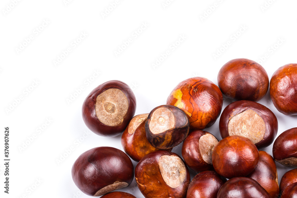 Autumn - Fresh chestnut fruits, Castanea, Horse-chestnut (Aesculus hippocastanum), close up Autumn - Fresh chestnut fruits, Castanea, Horse-chestnut (Aesculus hippocastanum), close up
