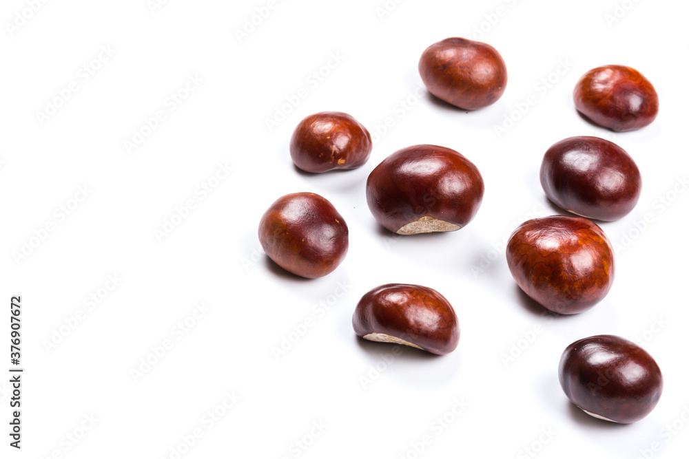 Autumn - Fresh chestnut fruits, Castanea, Horse-chestnut (Aesculus hippocastanum), close up Autumn - Fresh chestnut fruits, Castanea, Horse-chestnut (Aesculus hippocastanum), close up