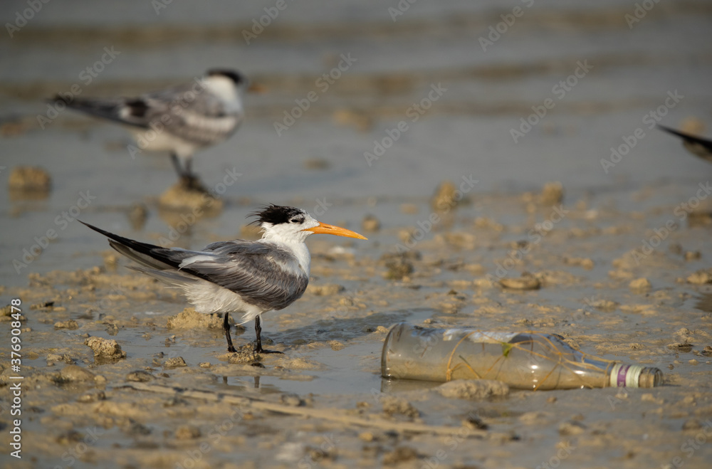 Greater Crested Terns at Busaiteen coast with a bottle dumped, Bahrain Greater Crested Terns at Busaiteen coast with a bottle dumped, Bahrain