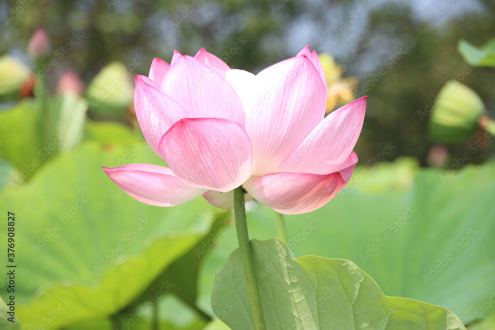 栃木県真岡市堀内　ハスの花