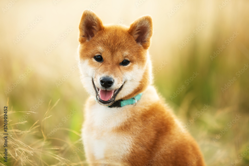 Beautiful Young Red Shiba Inu Puppy Dog Sitting outdoors in the grass at golden sunset