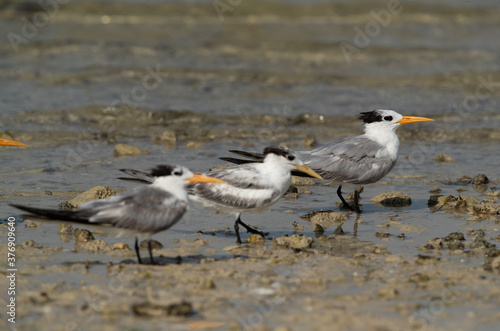 Greater Crested Terns at Busaiteen coast, Bahrain. Selective focus on the back