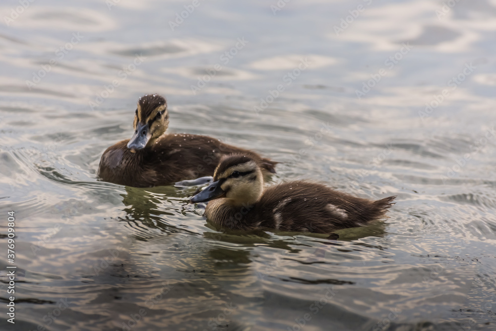 two baby ducks swimming in a lake two baby ducks swimming in a lake
