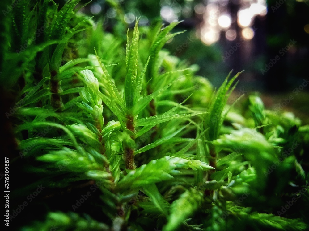 christmas tree branches