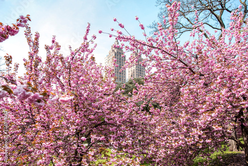 Spring cherry blossom trees with Upper West side buildings in Central Park NYC photo
