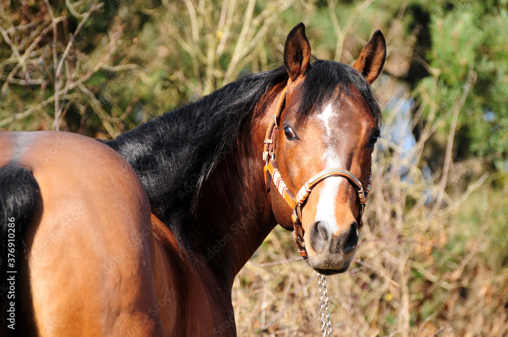 Obraz premium American Quarter Horse Hengst