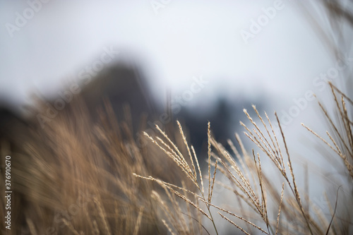 ears of grass in a field on a washed out background