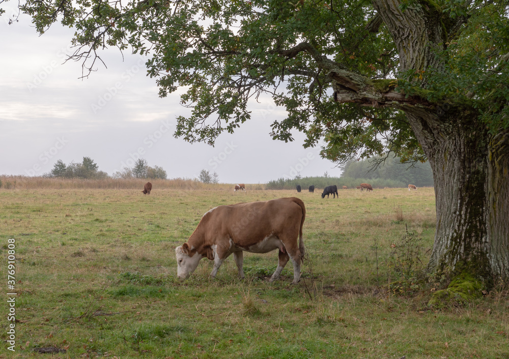 Cows grazing on a farmland on a misty morning Cows grazing on a farmland on a misty morning