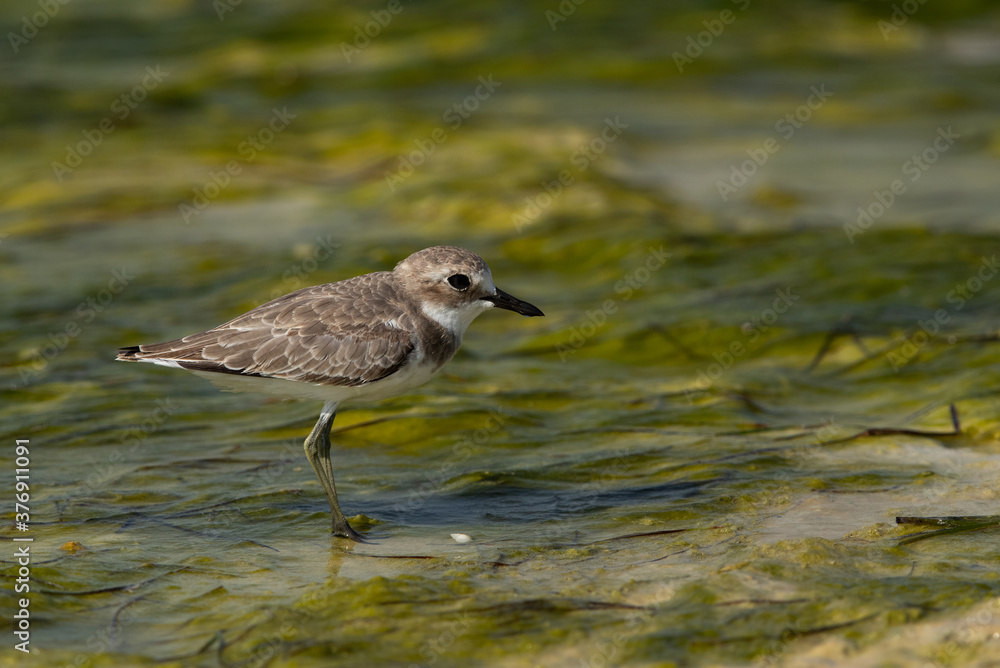 Greater sand plover on green at Busaiteen coast of Bahrain Greater sand plover on green at Busaiteen coast of Bahrain
