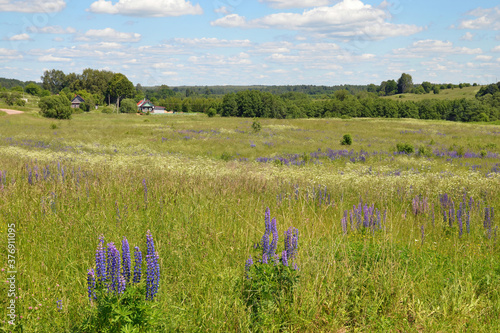 Typical Russian rural landscape. Vicinity of Smogiri village, Smolensk Oblast, Russia. photo