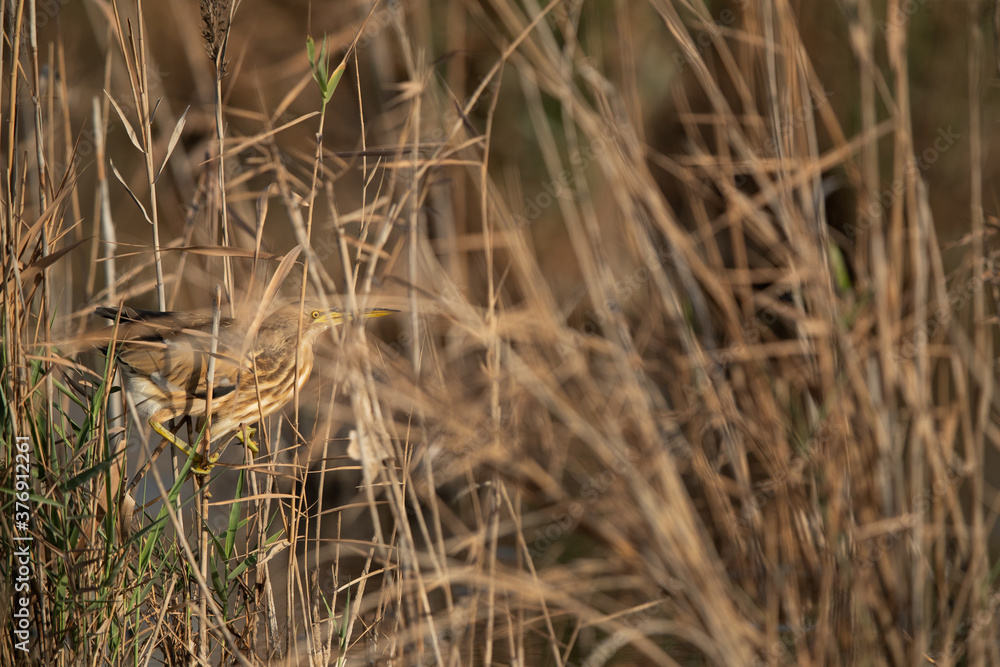 Fototapeta premium Little Bittern inside the reeds at Asker marsh, Bahrain