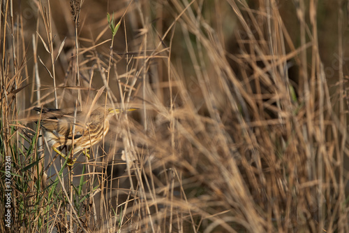 Little Bittern inside the reeds at Asker marsh, Bahrain