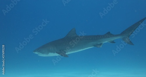 Tigerhai und andere Riffhaie in den Bahams.