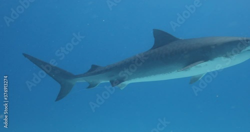 Tigerhai und andere Riffhaie in den Bahams.