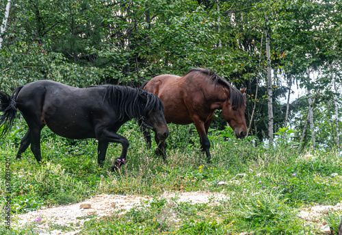 WIld horses on Trebevic Mountain
