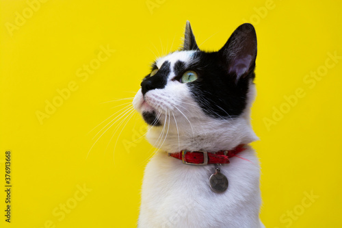 Gato amarillo