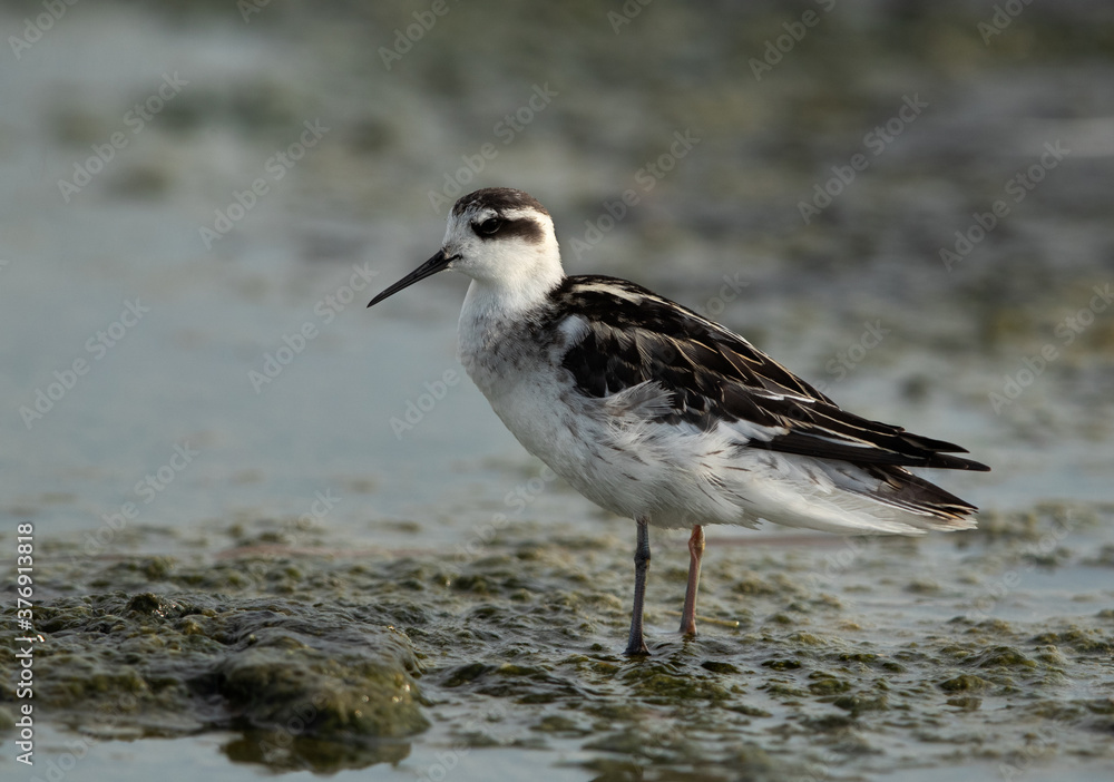 Portrait of Red-necked phalarope at Asker Marsh, Bahrain Portrait of Red-necked phalarope at Asker Marsh, Bahrain