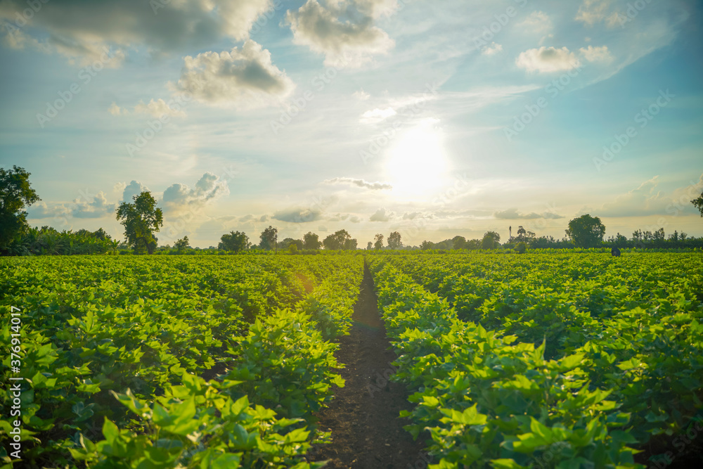 Row of growing green Cotton field in India.