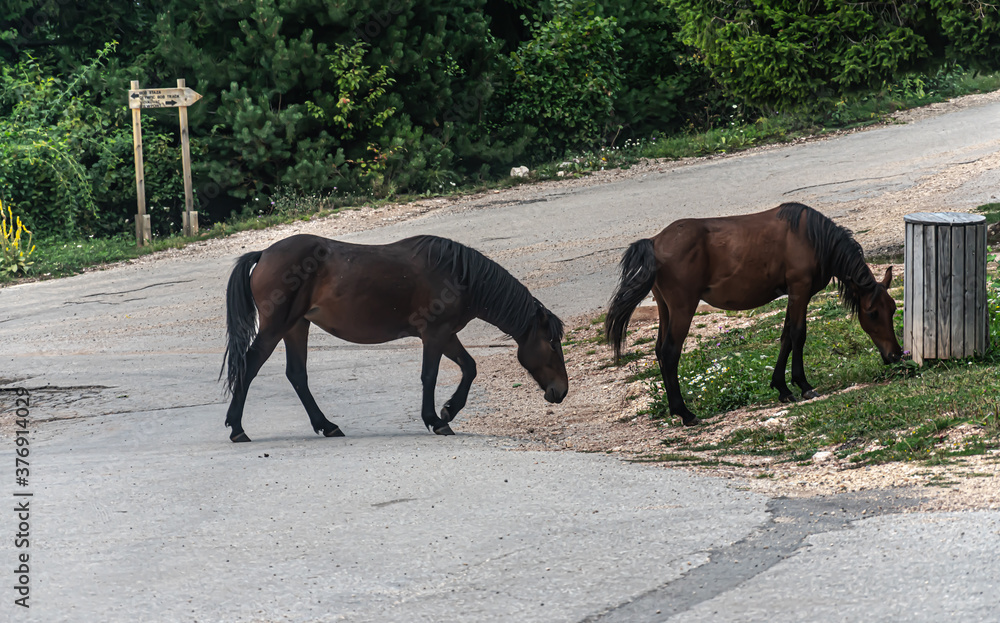 A wild horses walking over mountain road