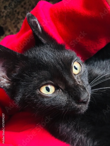 Gatto nero