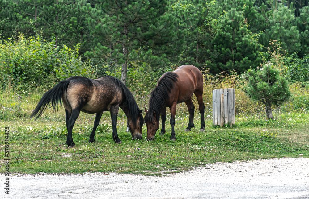 Obraz premium A wild horses grazes the grass