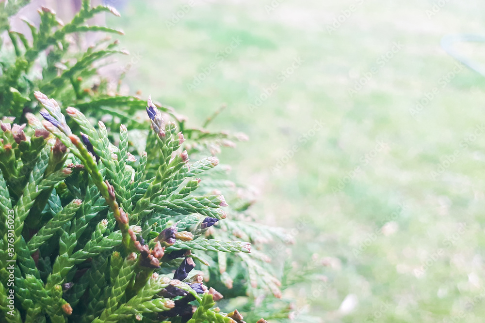 Nature background with green coniferous branch in left side and copy space in right side Nature background with green coniferous branch in left side and copy space in right side