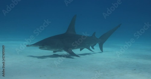 Tigerhai und andere Riffhaie in den Bahams.