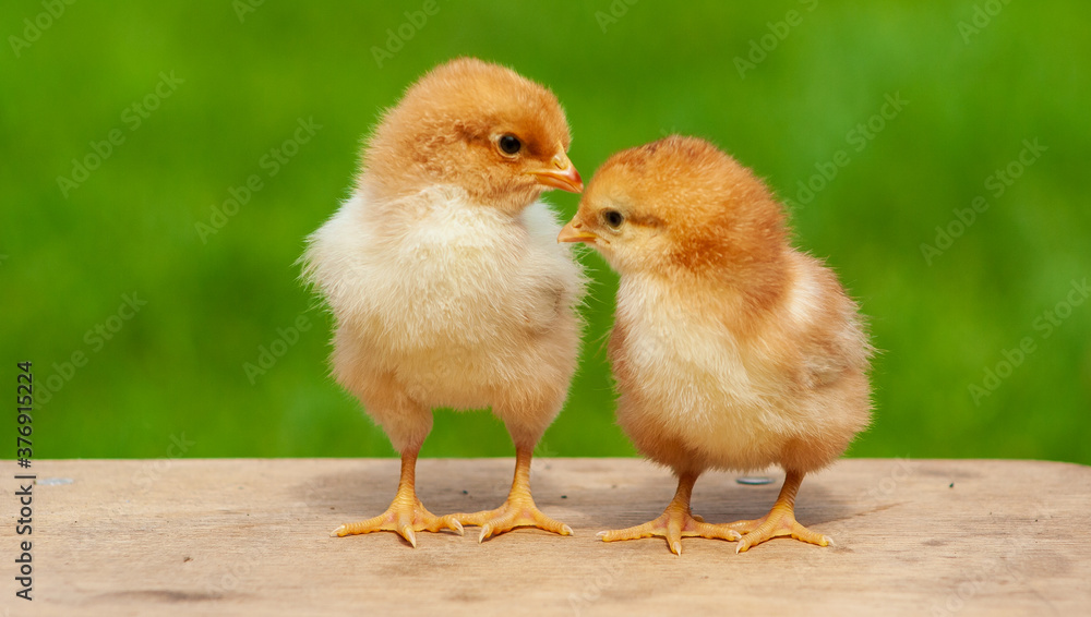 Twin adorable newborn chicken. Couple baby animal in outdoor. Friendship concept. Easter chiick background