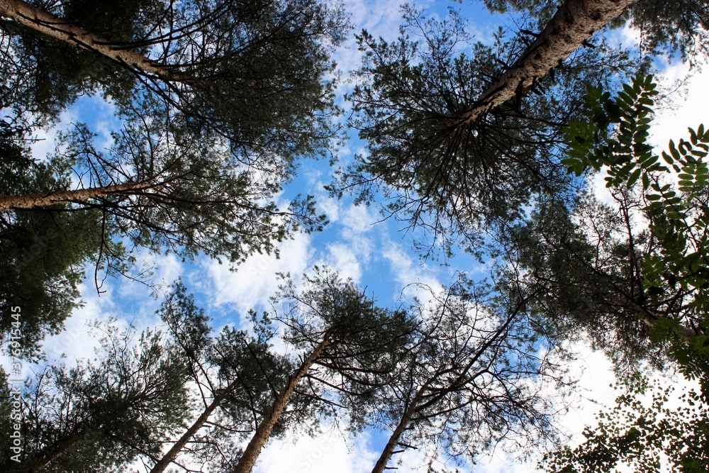 Fototapeta premium Pine trees in the forest. Moscow region, Russia.