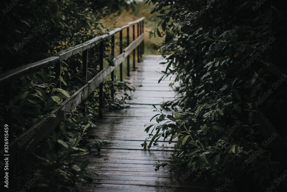 Obraz premium Old bridge in the dark forest.