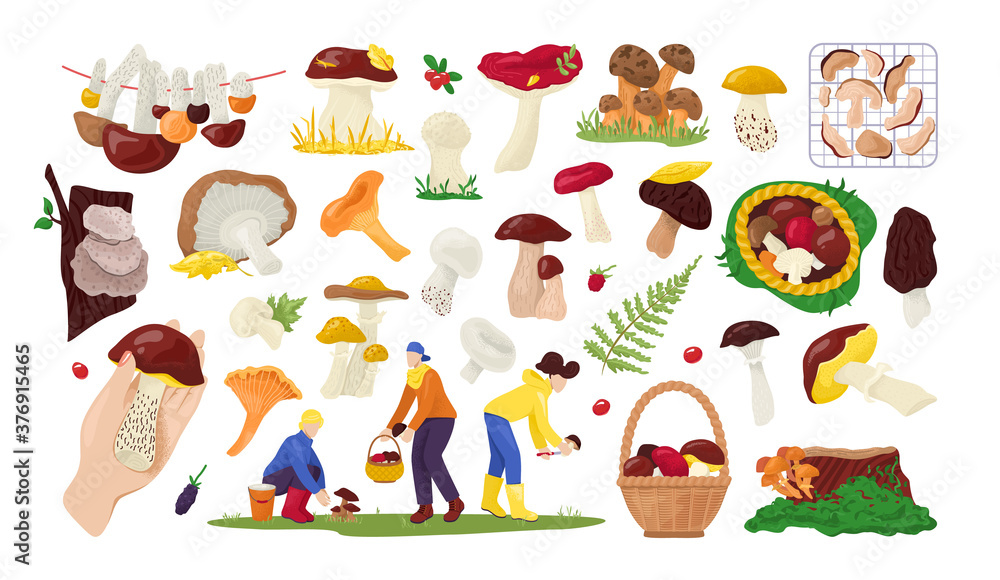 Set of edible mushrooms collection in nature, for food isolated on white vector illustration. Autumn mushroom collectors in forest, boletus, chanterelle, champignon and truffle. Busket with mushroom.