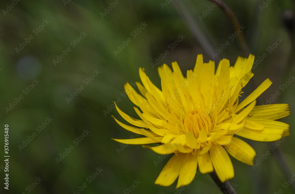 Flores Naturaleza Amarillo Diente de leon Vida Perspectivas Diferentes Primavera Flores Naturaleza Amarillo Diente de leon Vida Perspectivas Diferentes Primavera