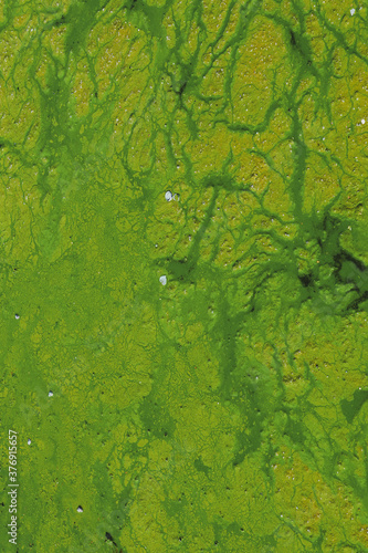 Green string algae and rubbish in the water. Environment pollution background. Green water surface. Vertical photo.