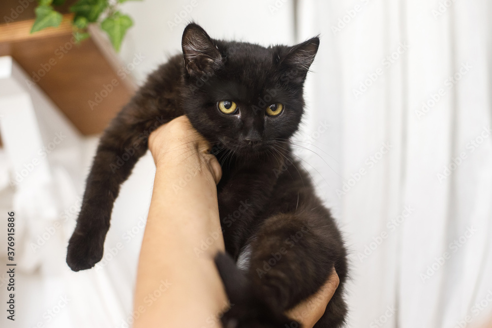 Black kitten in female hands on background of white room. Woman holding cute scared black cat in hands, adoption concept