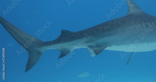 Tigerhai und andere Riffhaie in den Bahams.