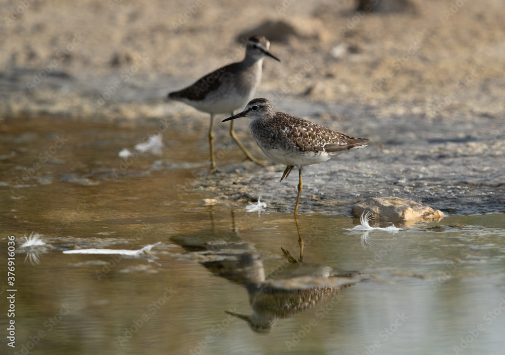 A pair of Wood Sandpiper at Asker marsh, Bahrain A pair of Wood Sandpiper at Asker marsh, Bahrain
