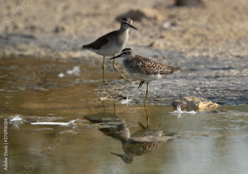 A pair of Wood Sandpiper at Asker marsh  Bahrain