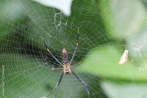 Spider web with spider in nature background