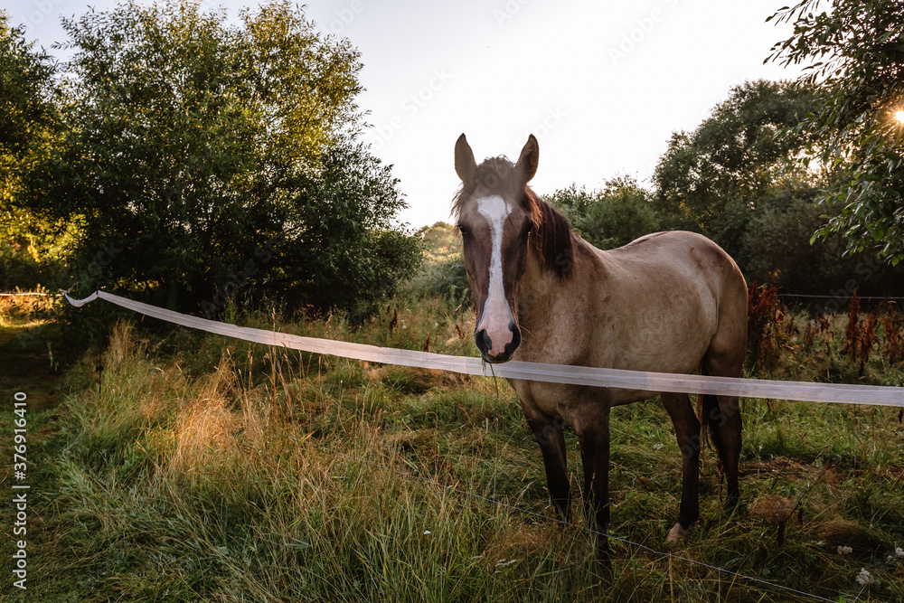 Fototapeta premium A portrait of a bay horse looks full-face against a landscape background. A well-groomed thoroughbred animal rests and eats in its natural habitat on a fenced area farm pasture in the early morning