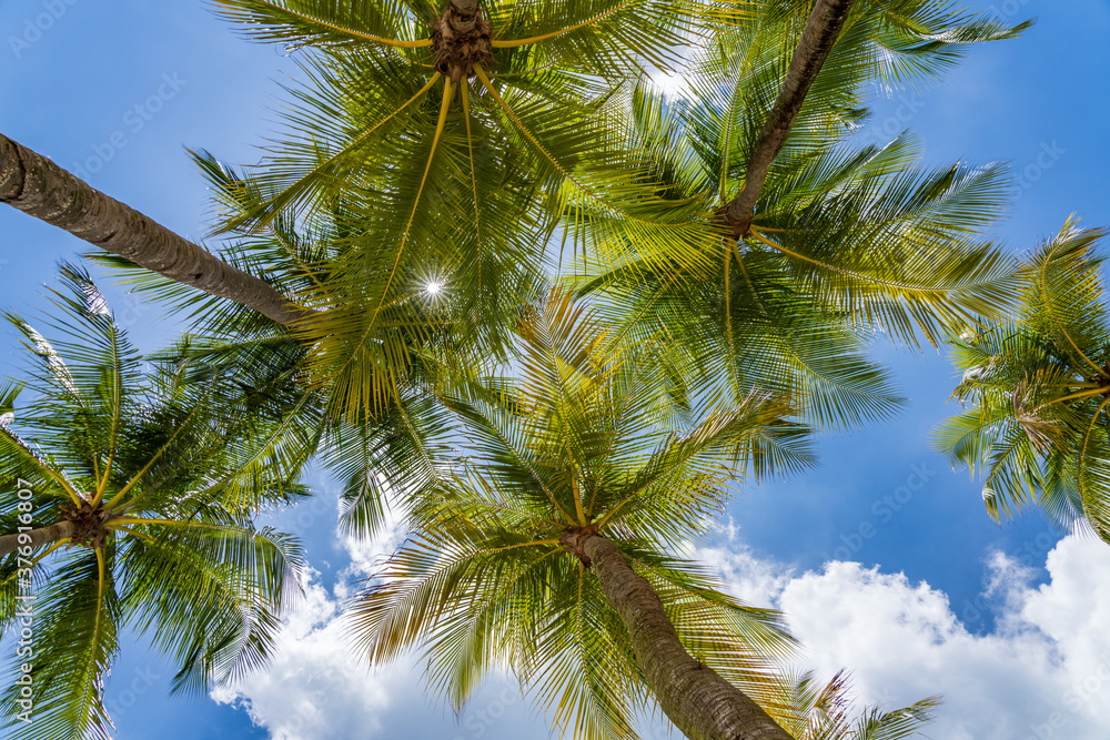 Obraz premium Coconut trees over blue sky