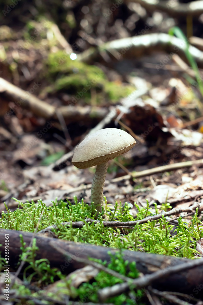 Leccinum scabrum growing under a tree in the sunny forest Leccinum scabrum growing under a tree in the sunny forest