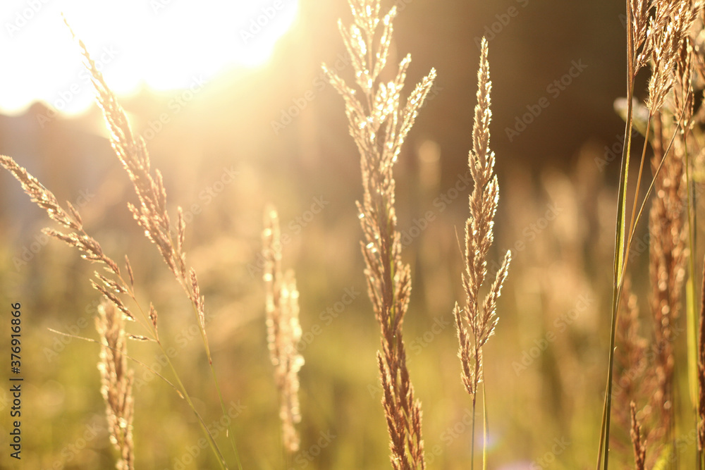 Fototapeta premium golden grass field at sunset. selective focus.