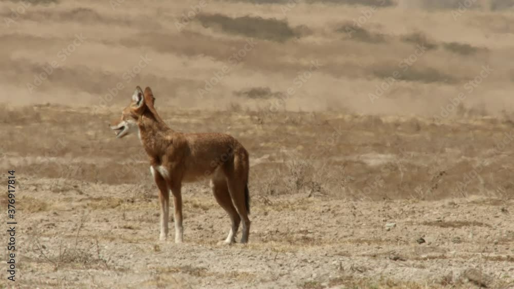 Ethiopian wolf howling as birds fly past, Ethiopia Ethiopian wolf howling as birds fly past, Ethiopia