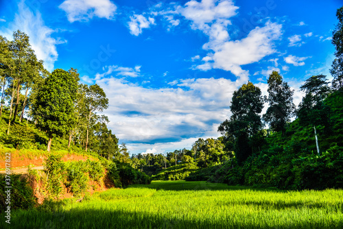 View of rice fields in the forest with trees Sky and clouds.